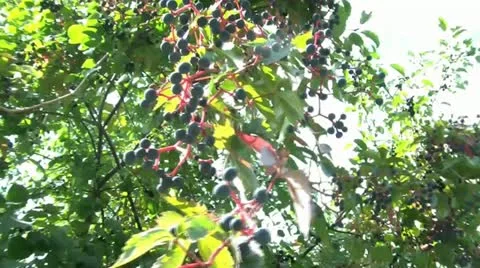 Blueberries Swaying in Wind Video stock 12571476