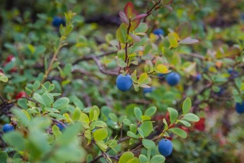 Blueberries for the Taking Stock Photos