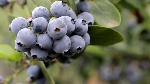 Blueberries on the vine close up Stock Footage 70994439