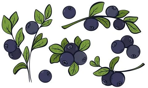 Blueberries vintage image set vector illustration Stock Illustration
