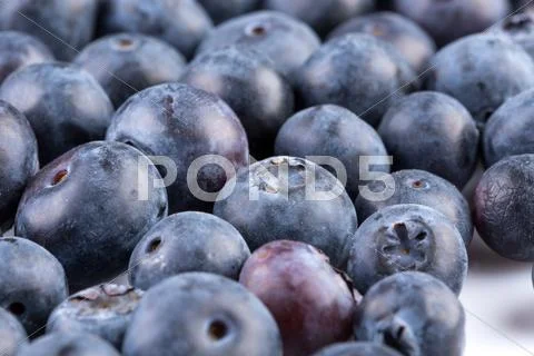 Blueberries On White Background