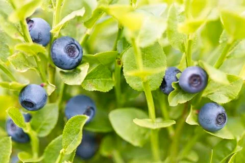 Blueberries wild forest sweet summer berries Stock Photos