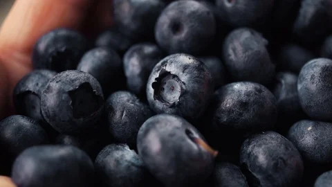Blueberries in a woman's hands. Stock Footage 112700818