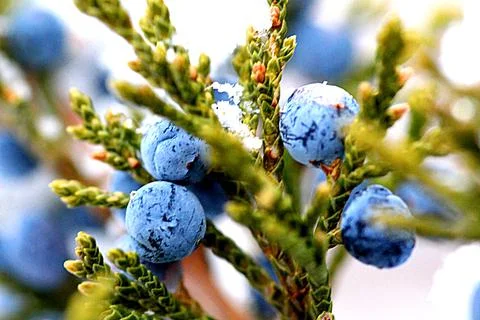 BlueBerries1 Foto stock
