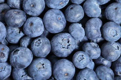 Blueberries2 Stock Photos