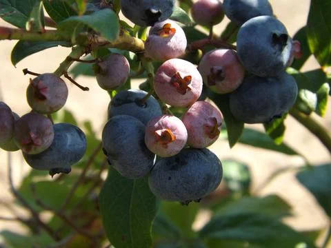 Blueberries2 Stock-Fotos