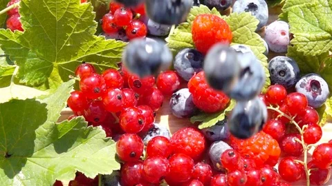 Blueberry and currant, slow motion 库存影片 111474112