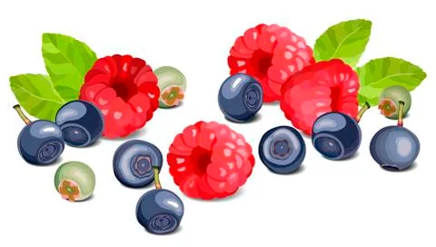 Blueberry and raspberry on a white background, leaves and berries Stock Illustration