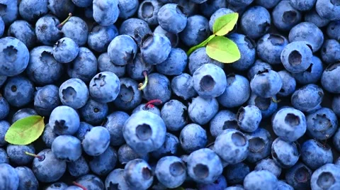Blueberry background. Fresh and ripe organic blueberries rotating Stock-Footage 59081339