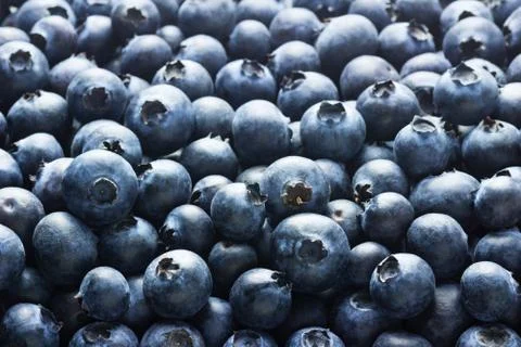 Blueberry Background Stock Photos