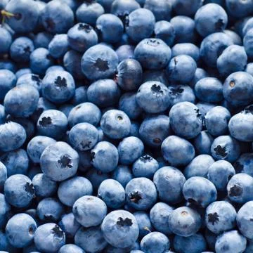 Blueberry background Stock Photos