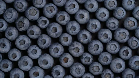 Blueberry background rotates seamless loop Stock Footage 111555257