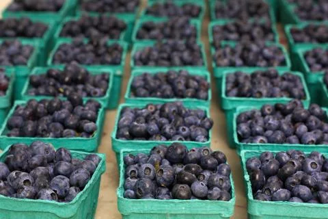 Blueberry baskets Stock Photos