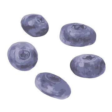 Blueberry berries on a white background Stock Illustration