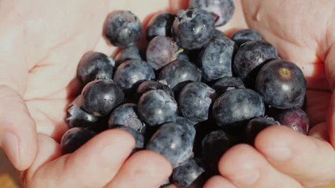 Blueberry berry background in woman's hands close up, Macro Water drops on ripe Stock Footage 241754397