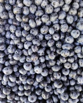 Blueberry bilberry abstract solid background, top view Stock Photos