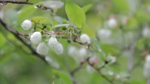 Blueberry Blossoms Stock Footage 11314253