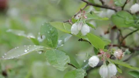 Blueberry Blossoms Stock Footage 11314302