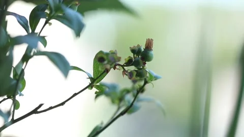 A blueberry branch Video stock 130524443