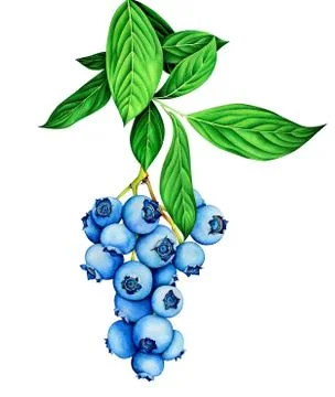 Blueberry branch isolated on white. Botanical hand drawn illustration. Stock Illustration