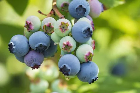 Blueberry on the branch. 스톡 사진