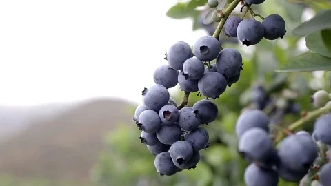 Blueberry bunches on the vine Stock Footage 71021566