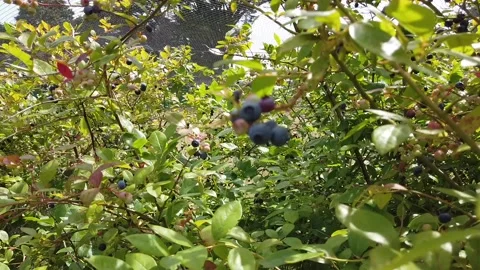 Blueberry Bush Blowing In The Wind Stock Footage 138236948