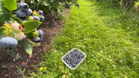From Blueberry Bush to Container Full of Freshly Picked Berries Stock Footage 340167931