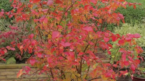 Blueberry bush in fall colors Stock Footage 8975003