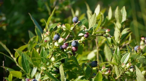 Blueberry bush Stock Footage 27231122