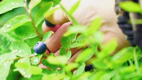 Blueberry Bush Stock Footage 78538116
