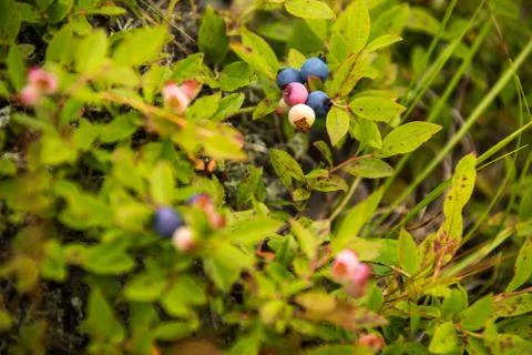 Blueberry bush Stock Photos