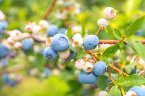 Blueberry close-up Stock Photos