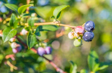 Blueberry close-up Stock Photos