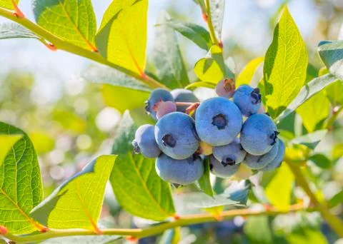 Blueberry close-up Stock Photos