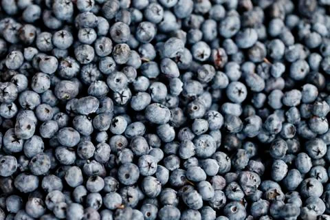 Blueberry closeup background Stock Photos