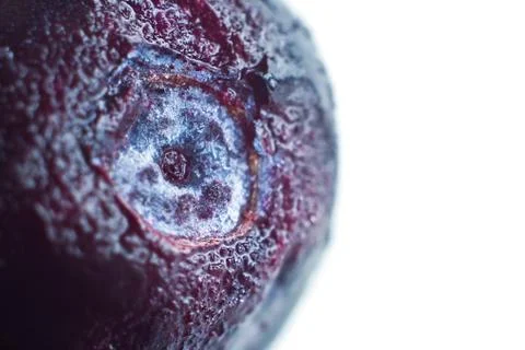 Blueberry closeup (macro) Stock Photos