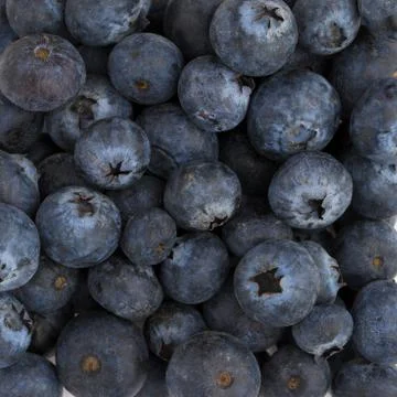 Blueberry closeup Stock Photos