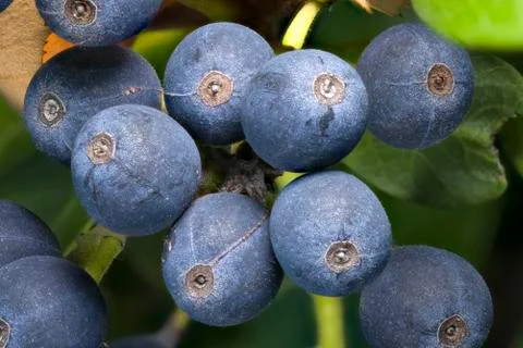 Blueberry Cluster Macro Stock Photos