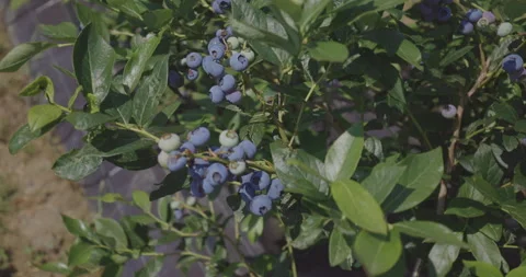 Blueberry crop Stock Footage 131439446