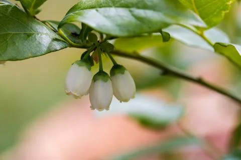 Blueberry during spring flowering, close-up of the plant. Foto stock