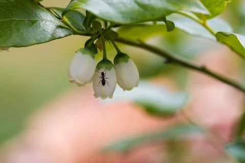 Blueberry during spring flowering, close-up of the plant. 스톡 사진