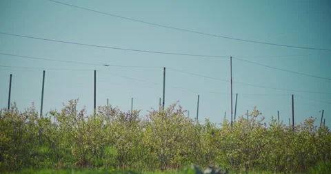 Blueberry Farm Field 스톡 동영상 308127315
