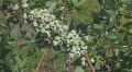 Blueberry farm in North Central Florida clip 2 HD Footage