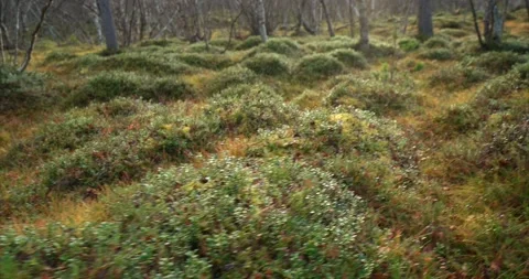 Blueberry fields Stock Footage 188564027
