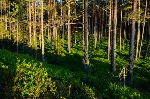 Blueberry fields. Stock Photos