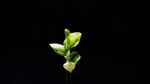 Blueberry flower Stock Footage 61910424