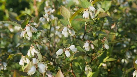 Blueberry flowers Stock-Footage 89789994