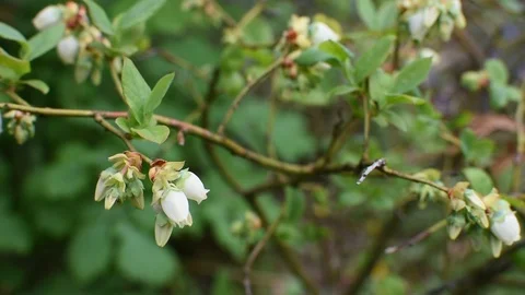 Blueberry flowers  스톡 동영상 107256672