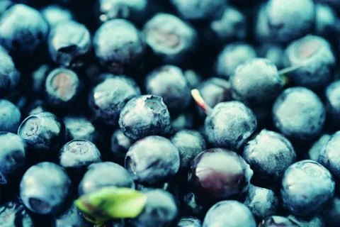 Blueberry food background close up Stock Photos